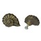 Cast Iron Nautilus Shell Drawer Pull Decorative Cabinet Knob Nautical Set of 6